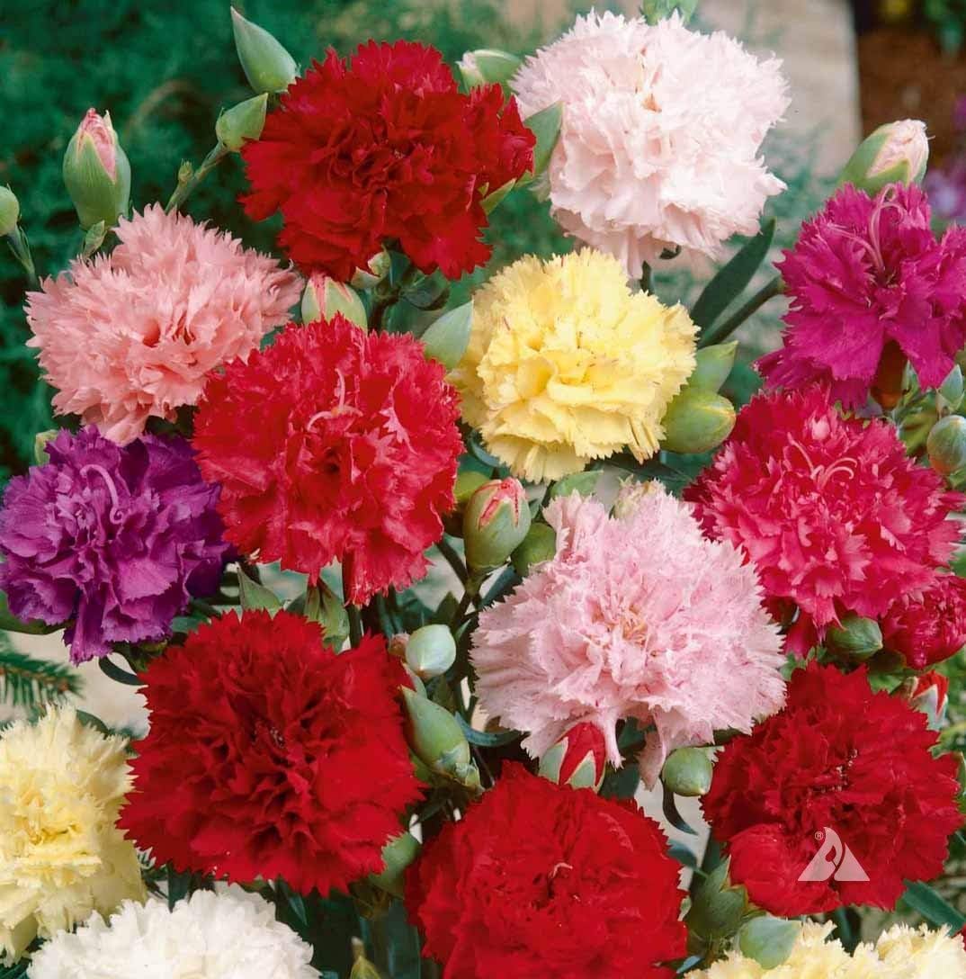 Clove (flower Dianthus caryophyllus) for planting in garden